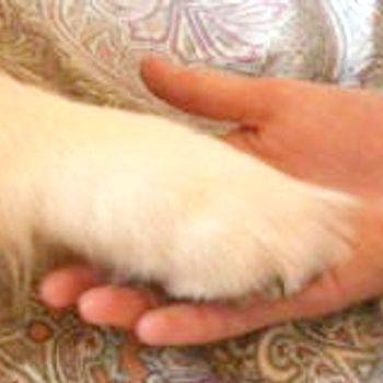 zampa di cane in mano